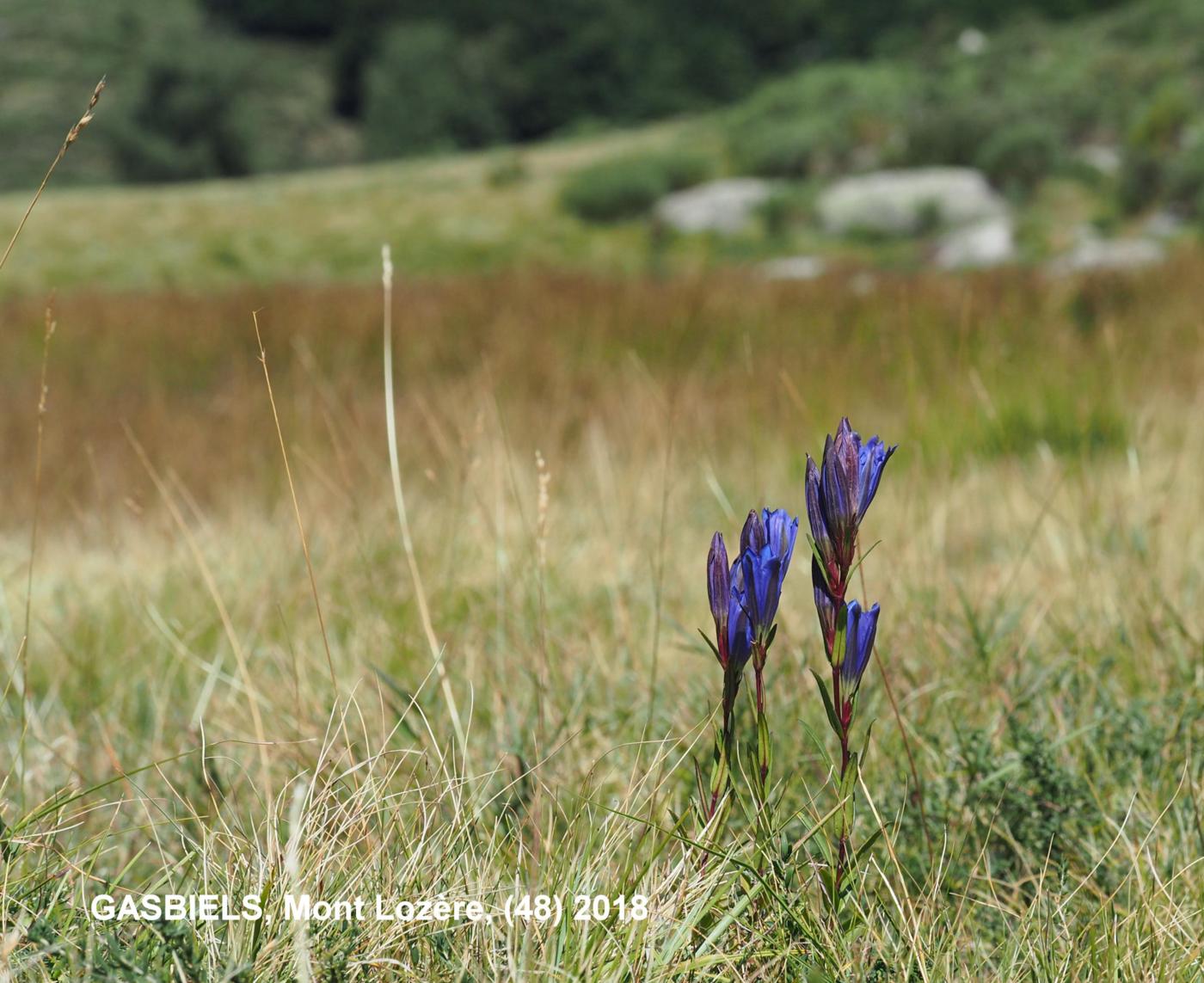 Gentian, Marsh plant